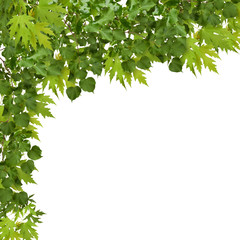 Branch of maple with green leaves isolated on white background