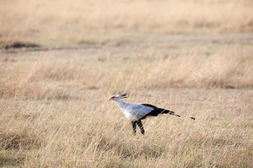 secretary bird