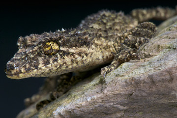 Australian leaf-tailed gecko / Saltuarius wyberba