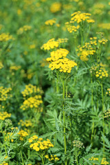 Obraz premium Pizhma ordinary