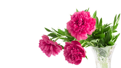 Beautiful bouquet of pink peonies on a white background isolated