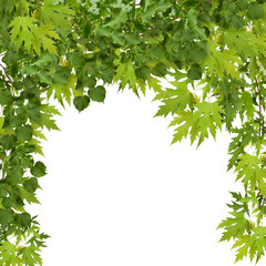 Fototapeta na wymiar Branch of maple with green leaves isolated on white background