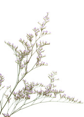 purple limonium