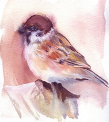 watercolor bird sparrow