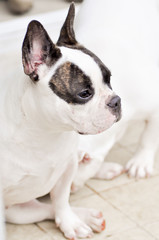 French bulldog