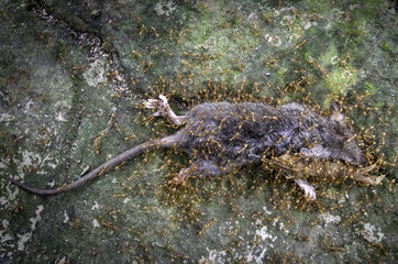 Dead Rat