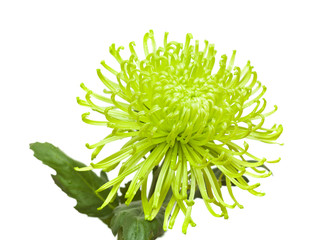 green chrysanthemum