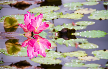 Lotus flower and refection on water