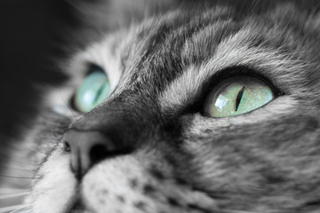 Regard de chat © Tydav Photos