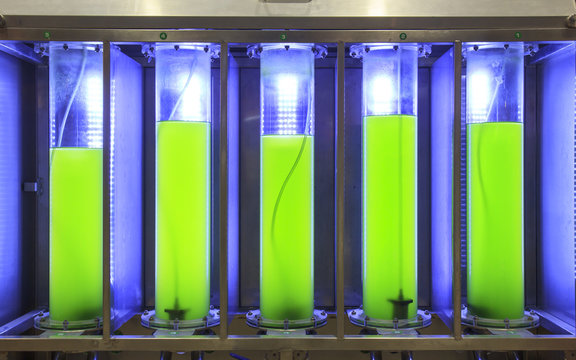 Photobioreactor in lab algae fuel biofuel industry  Algae fuel o