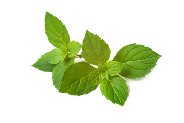 Mint leaves
