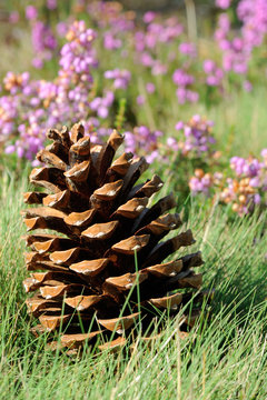 pomme de pin dans l'herbe