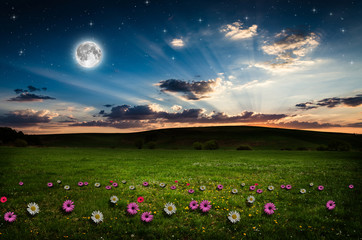 Fototapeta premium Flower field in the night.