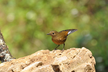 female White-tailed Robin