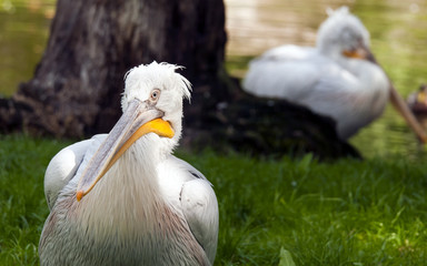 Pelican