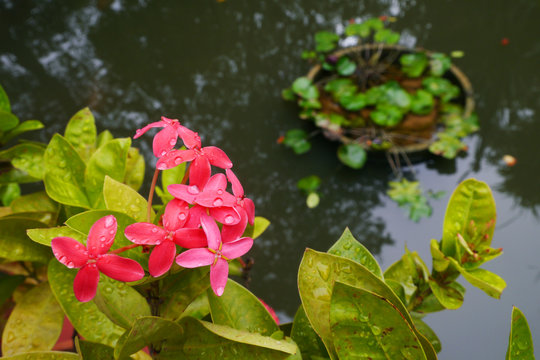 broom red ixora flowers