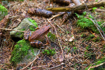 Frosch