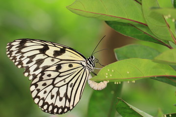 Large Tree Nymphs butterfly(Paper Kite butterfly,Rice Paper butterfly) and eggs,beautiful butterfly...