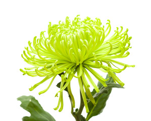 Naklejka na ściany i meble green chrysanthemum isolated