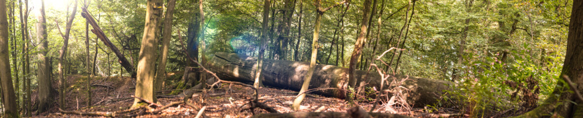 nature