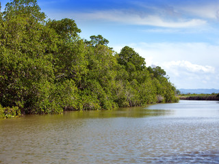 Tropical thickets mangrove forest on the Black river. Jamaica.