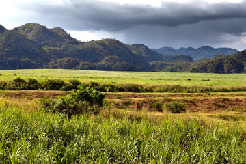 Jamaica. Tropical nature. Nassau Valley