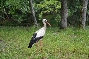 The white stork costs  on the bank of the forest lake