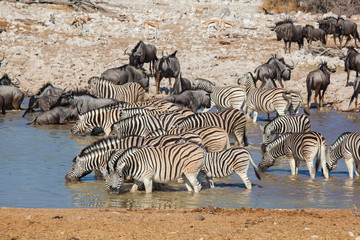 Fototapeta na wymiar Zebre e gnu bevono nel parco Etosha