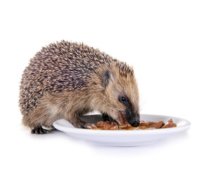 Junger Igel mit Futterschale