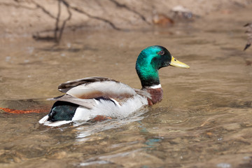 Duck swimming in pond