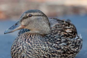 Female mallard close up - front view