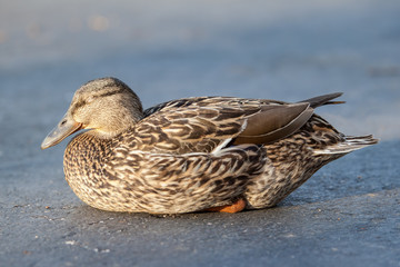 Napping mallard duck