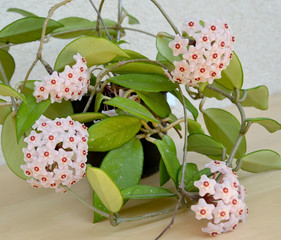 Blossoming hoya fleshy, or an ivy wax (Hoya carnosa (L.f. ) R.Br - 69731438