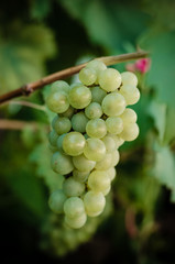 Bunch of green grapes in vineyard