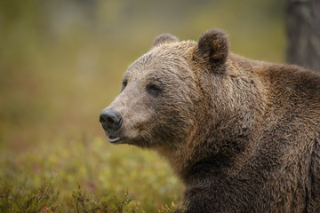 Brown bear, wild in northern Europe