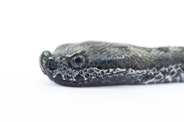 Naklejka premium Viper snake baby, Vipera latastei