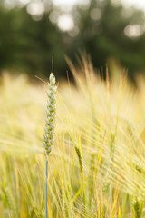 Obraz premium cereal field