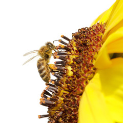 Honigbiene (Apis mellifera)