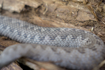 Viper snake, Vipera latastei