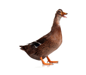 Domestic duck