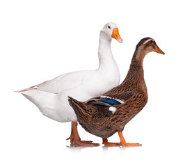 Duck and goose