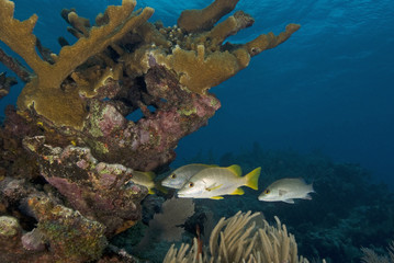 Underwater Reef fish