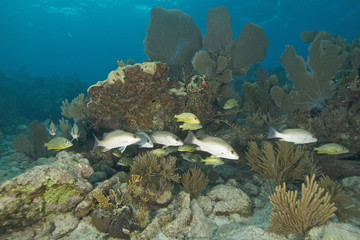 Underwater Coral Reef
