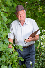 Senior winemaker in vineyard before harvest