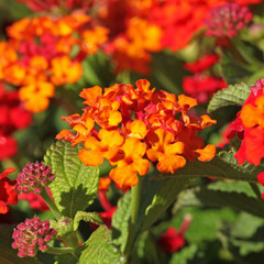 lantana orange
