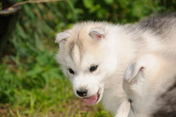 Husky Welpen