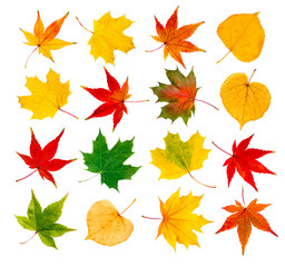 bunte Blätter vor weißem Hintergrund als Collage