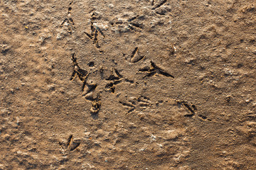 Traces of a bird on sand