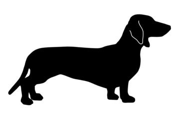 Dackel stehend schwarz