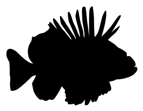 recommend clip art: Feuerfisch